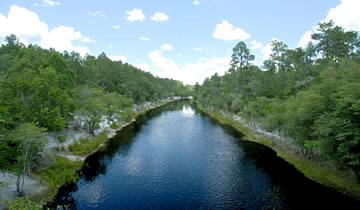 Looking along the Suwannee River.